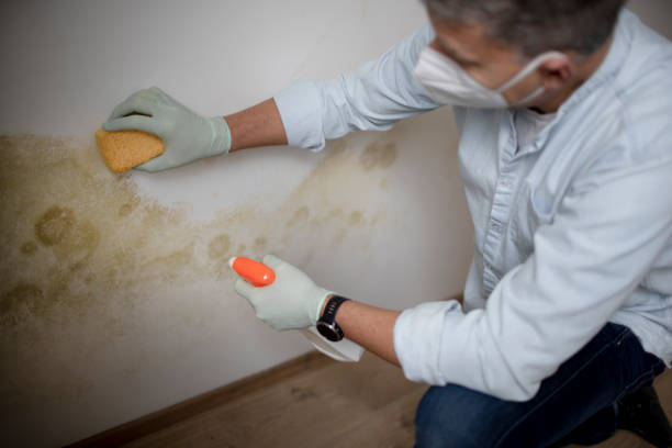 Best Black Mold Removal  in Timnath, CO